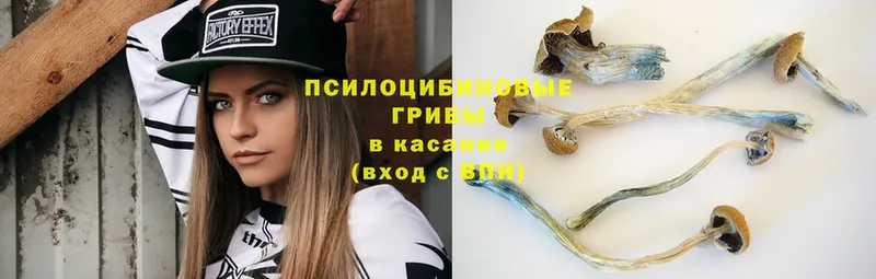 даркнет сайт  Макушино  Галлюциногенные грибы Psilocybine cubensis 